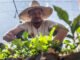 homem camponês da agricultura familiar com chapéu de palha cuida de mudas dentro de uma estufa de produção de alimentos