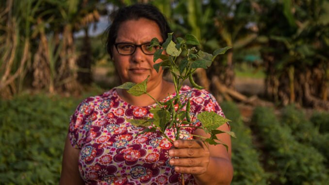 mulher agricultora familiar segura ramo de plantação