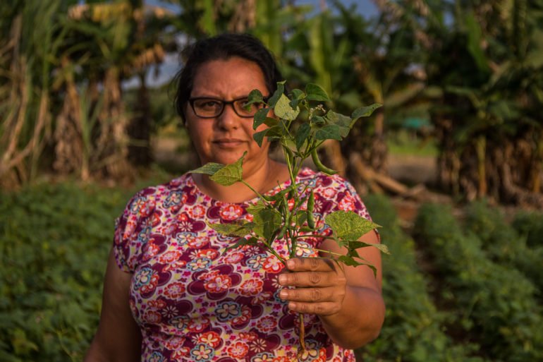 mulher agricultora familiar segura ramo de plantação